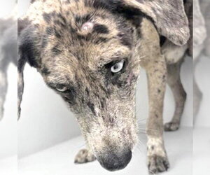 Catahoula Leopard Dog Dogs for adoption in Houston, TX, USA