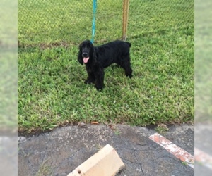 Cocker Spaniel Dogs for adoption in ft lauderdale, FL, USA