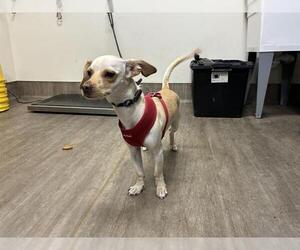 Chihuahua-Unknown Mix Dogs for adoption in Pasadena, CA, USA