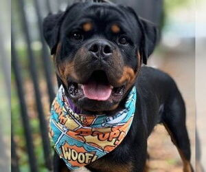 Rottweiler Dogs for adoption in Hillsboro, NH, USA