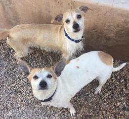 Silky Jack Dogs for adoption in St. George, UT, USA