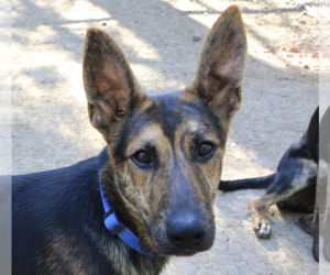 German Shepherd Dog-Unknown Mix Dogs for adoption in San Ramon, CA, USA