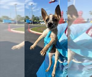 Mutt Dogs for adoption in San Antonio, TX, USA