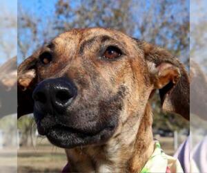 Greyhound Dogs for adoption in Von Ormy, TX, USA