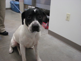 American Pit Bull Terrier-Pointer Mix Dogs for adoption in McPherson, KS, USA