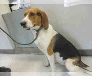 Treeing Walker Coonhound Dogs for adoption in Oklahoma City, OK, USA