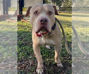 Labrador Retriever-Unknown Mix Dogs for adoption in Fort Lauderdale, FL, USA