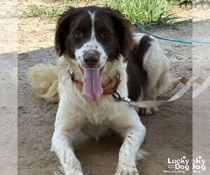 English Springer Spaniel-Unknown Mix Dogs for adoption in Washington, DC, USA