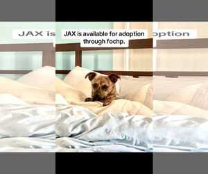 Beagle Dogs for adoption in Menifee, CA, USA