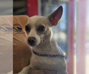 Chihuahua-Unknown Mix Dogs for adoption in Foristell, MO, USA