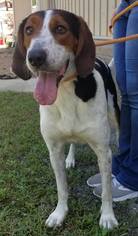 Medium Photo #1 Treeing Walker Coonhound Puppy For Sale in Low Moor, VA, USA
