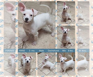 Medium Photo #2 Dachshund-Unknown Mix Puppy For Sale in Mesa, AZ, USA