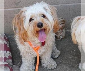 Havanese Dogs for adoption in Orange, CA, USA