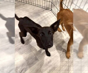 Airedale Terrier-Unknown Mix Dogs for adoption in Wheaton, IL, USA