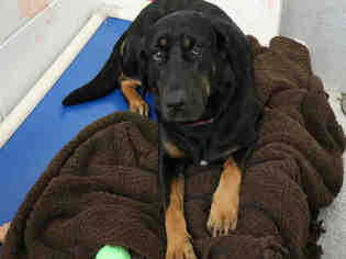 Rottweiler Dogs for adoption in Bowling Green, OH, USA