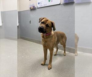 Mastiff-Unknown Mix Dogs for adoption in Las Vegas, NV, USA