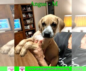 American Staffordshire Terrier-Mastiff Mix Dogs for adoption in Pensacola, FL, USA