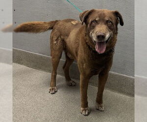 Labrador Retriever-Unknown Mix Dogs for adoption in Las Vegas, NV, USA