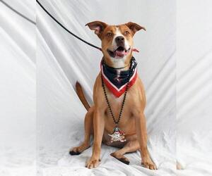 Medium Photo #1 American Bulldog-Unknown Mix Puppy For Sale in Tampa, FL, USA