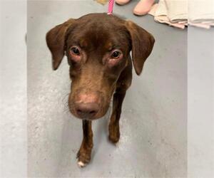 Labrador Retriever Dogs for adoption in Peoria, IL, USA