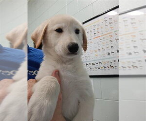Labrador Retriever Dogs for adoption in Corpus Christi, TX, USA