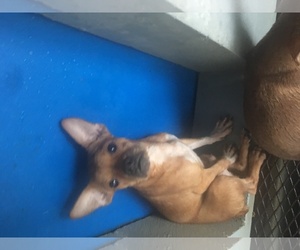 Faux Frenchbo Bulldog Dogs for adoption in Pleasanton, TX, USA