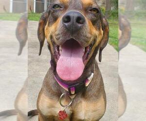 Catahoula Leopard Dog Dogs for adoption in Greenville, SC, USA