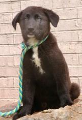 Medium Photo #1 Sheprador Puppy For Sale in Little Rock, AR, USA
