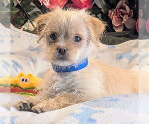 Japanese Chin-Unknown Mix Dogs for adoption in Bon Carbo, CO, USA