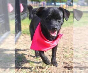 Chihuahua-Unknown Mix Dogs for adoption in San Antonio, TX, USA