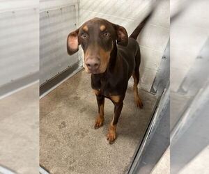 Doberman Pinscher Dogs for adoption in San Bernardino, CA, USA