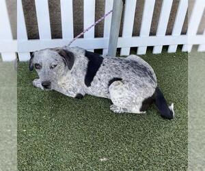 American Pit Bull Terrier-Australian Cattle Dog Mix Dogs for adoption in Modesto, CA, USA