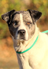 Catahoula Leopard Dog Dogs for adoption in Sparta, TN, USA
