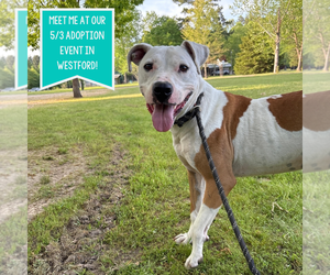 American Pit Bull Terrier-Unknown Mix Dogs for adoption in Boston, MA, USA