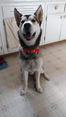 Siberian Husky Dogs for adoption in Fond du Lac, WI, USA