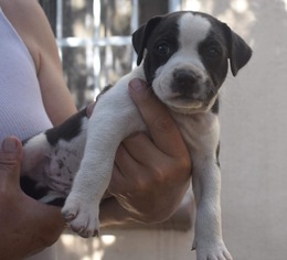 Medium Photo #1 Labrador Retriever-Staffordshire Bull Terrier Mix Puppy For Sale in Dana Point, CA, USA