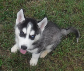 Siberian Husky Dogs for adoption in Commerce, GA, USA