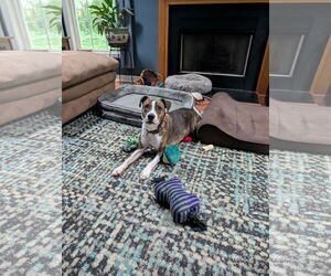 Feist Terrier-Unknown Mix Dogs for adoption in Garner, NC, USA