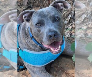 American Staffordshire Terrier-Unknown Mix Dogs for adoption in Sheboygan, WI, USA