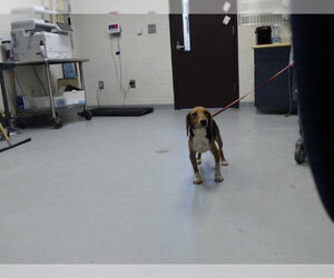 Beagle Dogs for adoption in Fayetteville, NC, USA