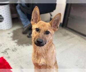 German Shepherd Dog Dogs for adoption in Stockton, CA, USA