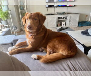 Mutt Dogs for adoption in St. Louis Park, MN, USA