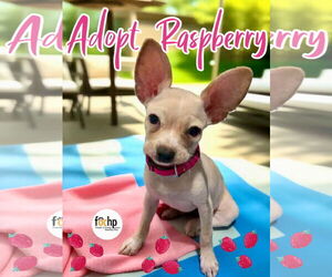 Dachshund Dogs for adoption in Menifee, CA, USA