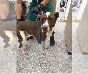 American Pit Bull Terrier-Unknown Mix Dogs for adoption in Brewster, NY, USA