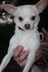 Chihuahua Dogs for adoption in Forest, VA, USA