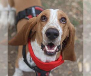 Basset Hound Dogs for adoption in San Antonio, TX, USA