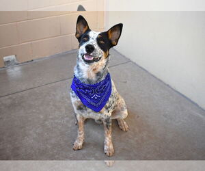 Mutt Dogs for adoption in McKinney, TX, USA