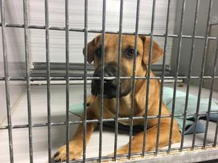 Medium Photo #1 Mutt Puppy For Sale in Kansas City, MO, USA