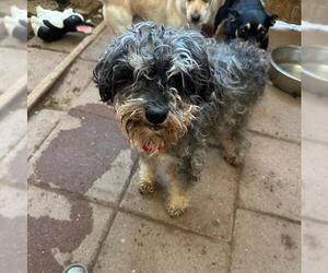 - Mix Dogs for adoption in Santa Maria, CA, USA