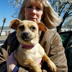 Chug Dogs for adoption in Arlington, VA, USA